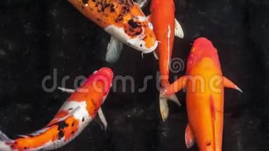 五颜六色的锦鲤鱼在花园的水中游泳，五颜六色的锦鲤鱼在池塘里，颜色很深